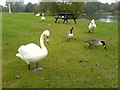 Swans on Earlswood Common