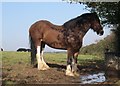 Shire Horse