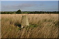 Nettleham trig looking north