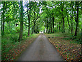 Private woodland, near Croxton Kerrial