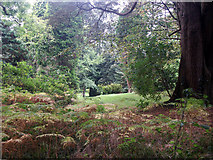 SN0204 : Upton Castle gardens by Ruth Jowett