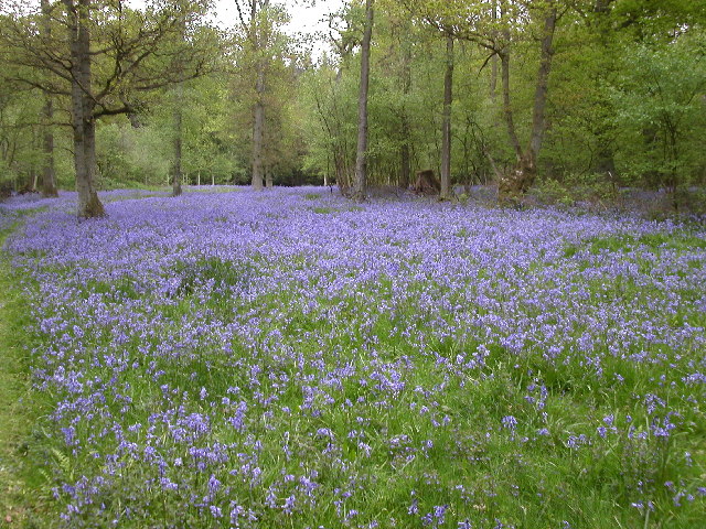 Bluebells near Bix, Oxfordshire
