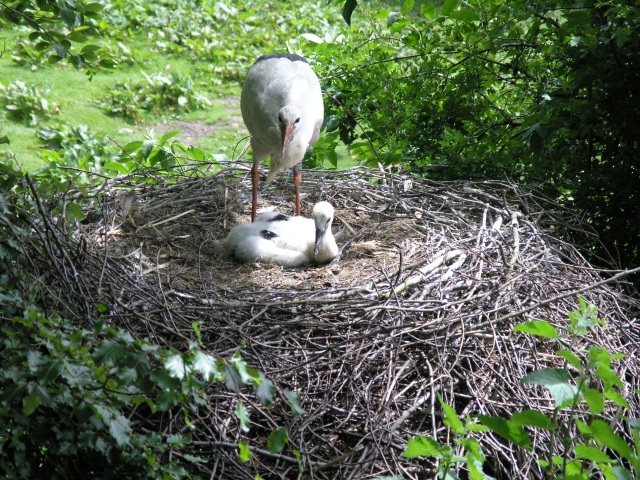 Stork at Harewood House