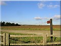 Bridleway near Galleywood, Essex