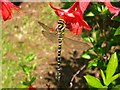 NG9239 : Golden-ringed Dragonfly on Fuchsia in Attadale Gardens by David Crocker