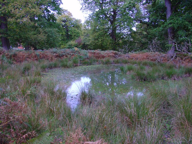 Woodland Pond, Knole Park, Kent