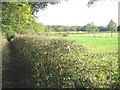 Path beside a meadow