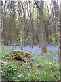 Bluebells - Moelfre