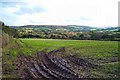 Field near Collihole - Dartmoor