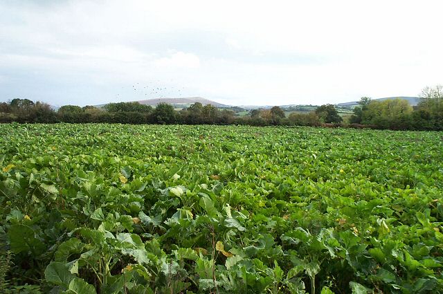 Dartmoor cabbages
