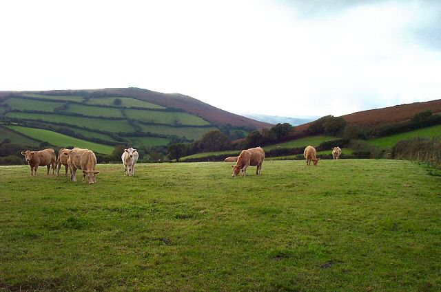 Nattadon cattle - Devon
