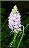 TQ8255 : Common Spotted Orchid by Penny Mayes