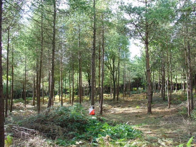 Rivers Wood Pine Plantation, Haywards Heath, West Sussex