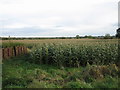 Maze as far as the eye can see