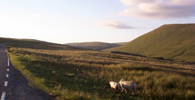 Wandering Sheep - Brecon Beacons