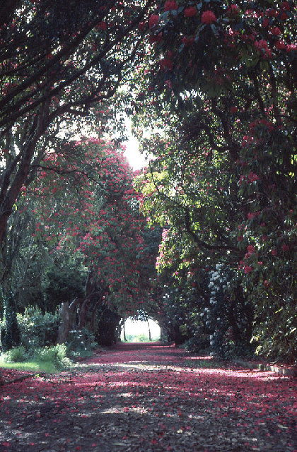Kilmacurragh: the yew and rhododendron walk.
