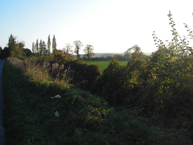 Hedgerow near Somerby
