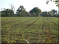 Field south of Amlets Lane