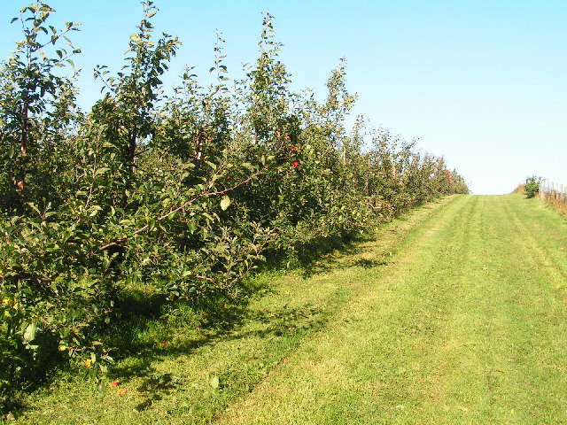 Apple Orchard, near Horsmonden