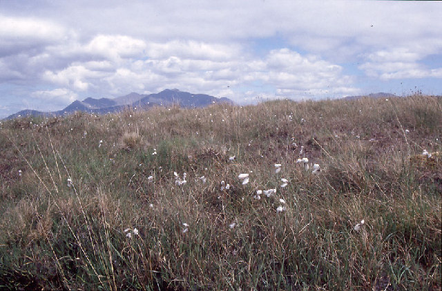 Coomnacarraig; blanket bog with bog cotton.