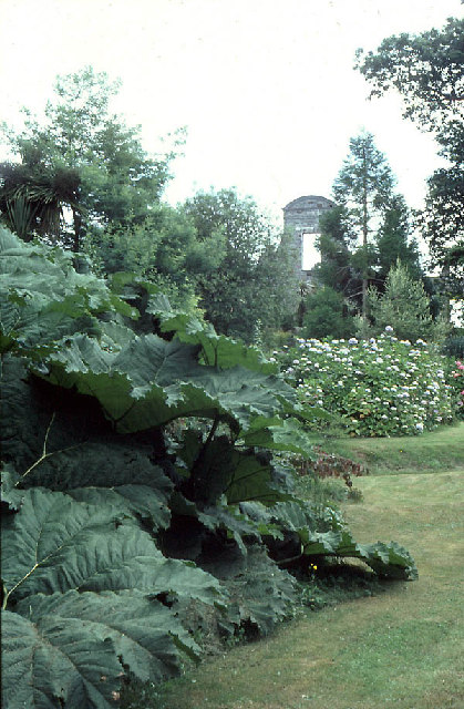 Rossdohan; Gunnera ("giant rhubarb") and the house ruin.