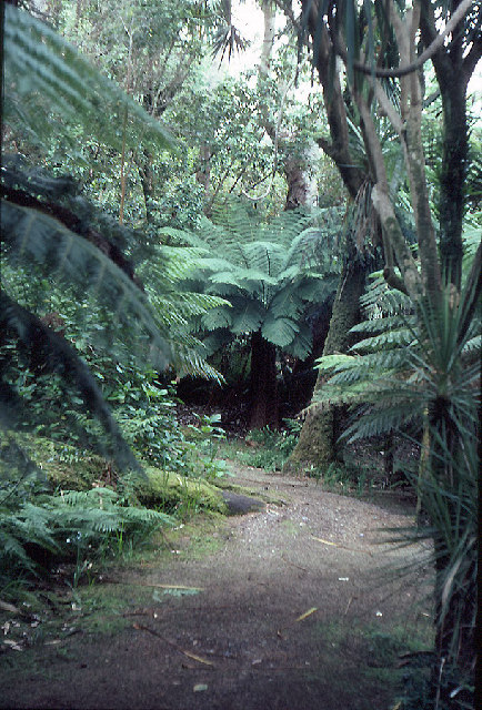 Rossdohan: some Australasia tree-ferns.