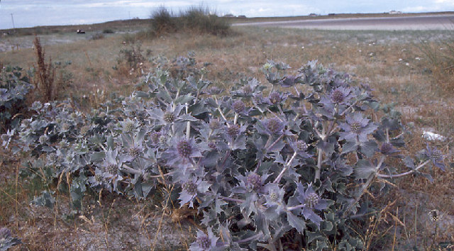 Sea holly at Termoncarragh on the Mullet Peninsula.