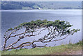 L7858 : Kylemore Lough; a wind-pruned hawthorn. by Dr Charles Nelson