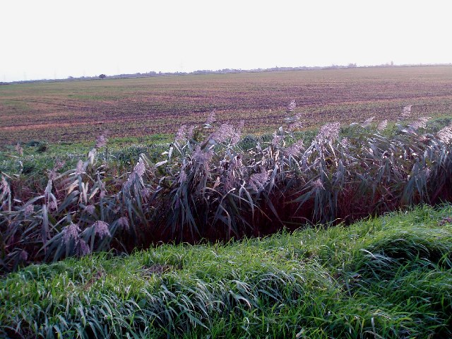 Reeds and farmland, Marshland Fen.
