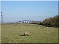 Meadow near Sheppey Bridge construction site 2