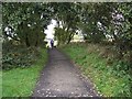 Cyclist with dogs