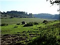 Rough Pasture near Cockhill Farm