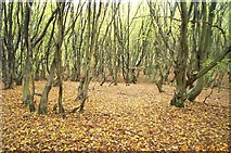 TL1301 : Bricket Wood Common by Nigel Cox