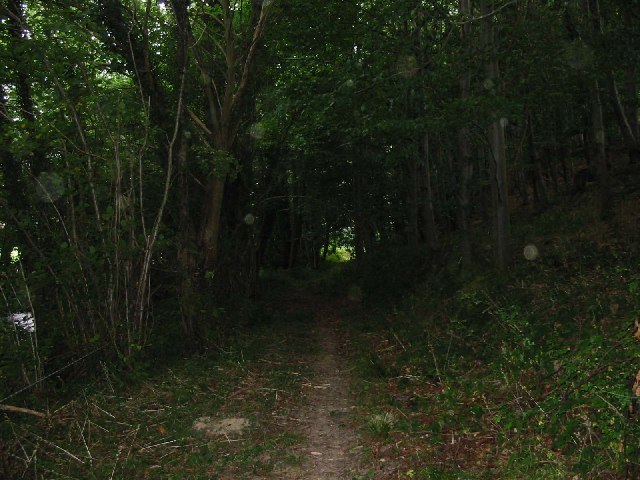 Ryland's Wood