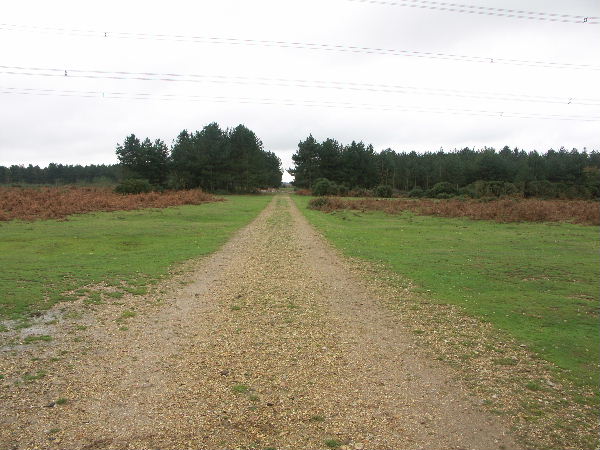 Fawley Inclosure, New Forest National Park, Hants
