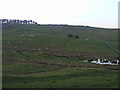 Housesteads from the track