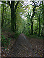 Woodland track, Row Down Wood, Hawkridge, Somerset