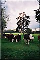 Pasture and cattle, north of Holyport