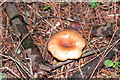 Fungus in woodland beside Minsted Quarry