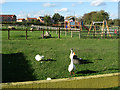 Gorse Hill City Farm, Anstey Road, Leicester