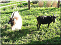 Goats at Gorse Hill City Farm