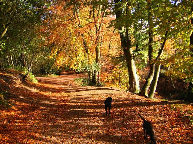 Autumn Colour, Delamere Forest
