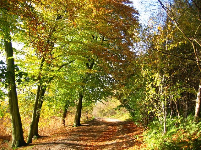 More Autumn Colour, Delamere Forest