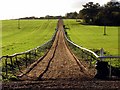 Gallops at Whatcombe