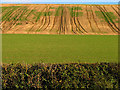 Patterned Farmland near Great Shefford