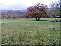 Fields Below Low Hullockhowe