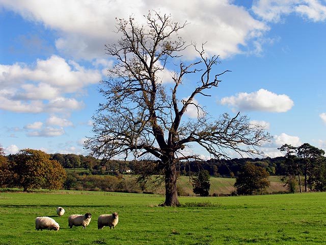 Pastoral Tranquility near Winterbourne