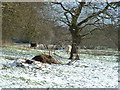 Marshes between Blackheath (Wenhaston) and Thorington