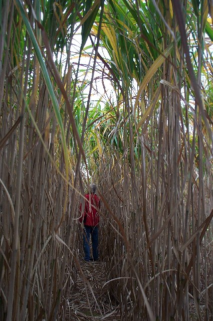Inside the Miscanthus.