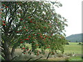 Rowan at Wythop